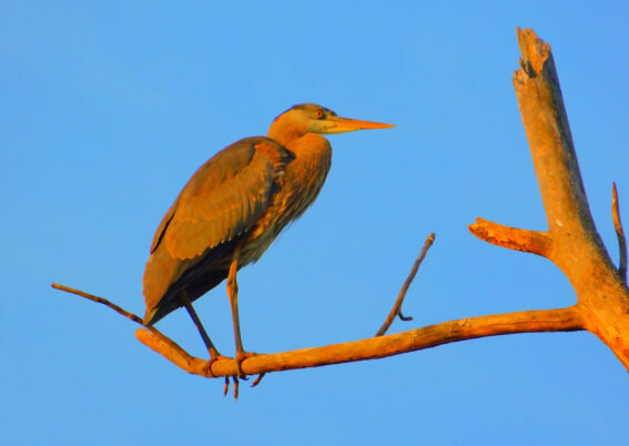 heron perched on a tree