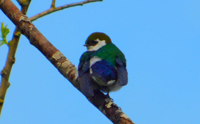 violet green swallow bird on a tree brach