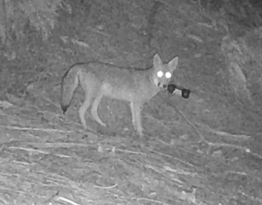 night vision image of coyote holding glass beer bottle in its mouth