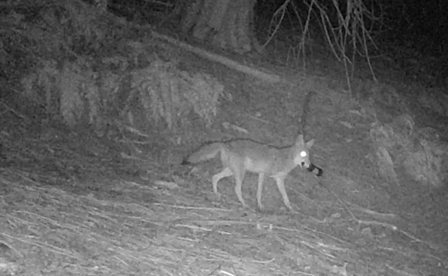 Night vision image of coyote carrying blass beer bottle in its mouth