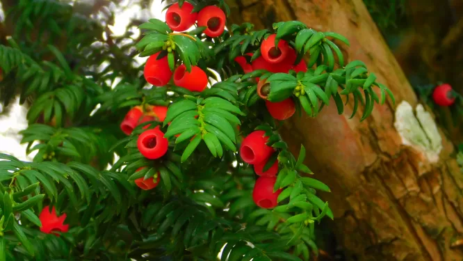 close up of red berries