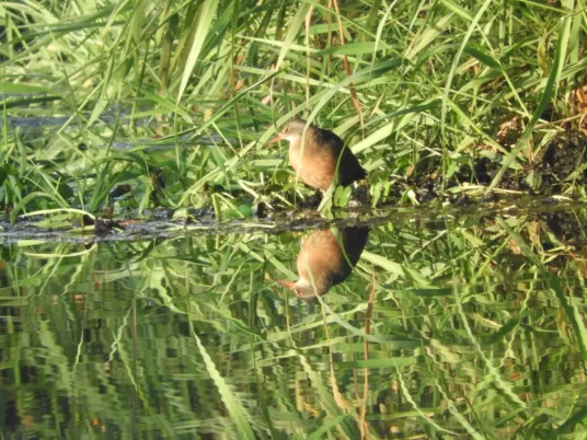 Virginia Rail, a small chickenlike bird hunting in the long grasses of the marsh draining into the CPTC wetlands