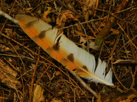 Barn owl feather from the CPTC wetlands