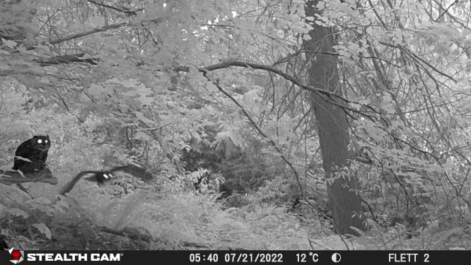 College trail cameras show a Great Horned Owl hunting with her young juvenile owl (in flight).