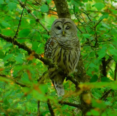 A Sleepy Barred Owl a few miles from the college Outdoor Lab