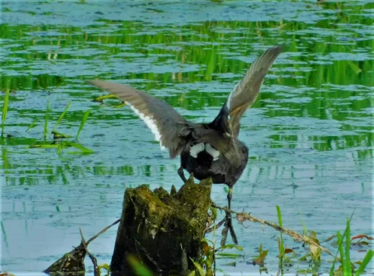 A Coot attempts flight.