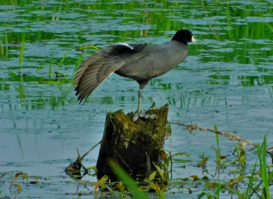 An American Coot flexes its wings and stretches its feet in the college wetlands