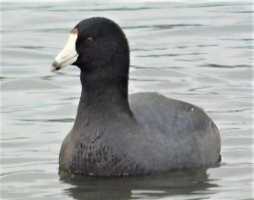 An American Coot in the CPTC wetlands.  They always look like they are smirking.