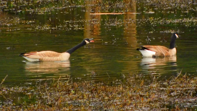 A Canada Goose calls for a mate