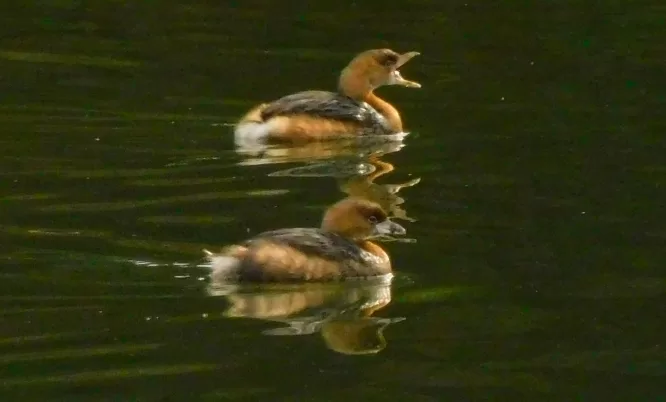 Pied-bill Grebes in the pond
