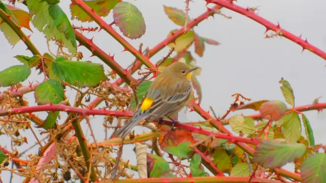 Below:  Getting mooned by a strange male is a delight when it is a birdwatcher looking for Yellow-Rumped Warblers.  Only the males have the yellow spot, and it is obvious how they got the fond nickname of 'Butter Butt!'