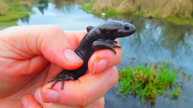 One grumpy NW salamander trying to get run over. He was carefully returned to the pond where he can eat all the worms to his heart's content.