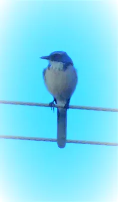 California Scrub Jay