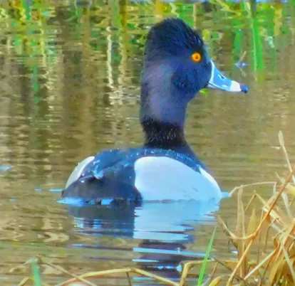 Bright red-orange eyes, a white-painted blue beak, and a purplish blue head with a chestnut brown color makes the ring-neck duck one of the prettiest winter visitors.