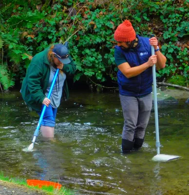 Daniel's team is looking for benthic macroinvertebrates in the stream.