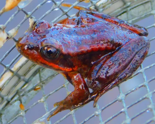 A Northern Red-Legged Frog perches on a trap at the Flett