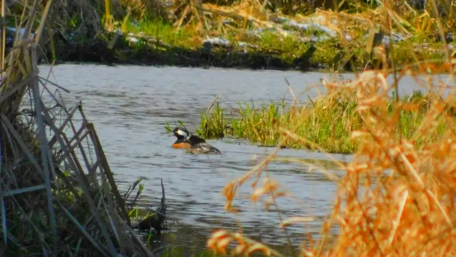 Hooded Mergansers in the marsh