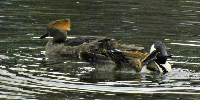 Heavy-duty cleaning and preening is part of the courtship