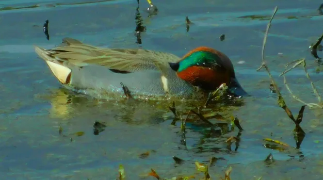 Photo Marcia Wilson.  A teal drake "dabbling" for a meal.