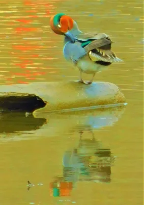 Photo Marcia Wilson.  Teals are constantly cleaning their feathers when they aren't eating or sleeping.