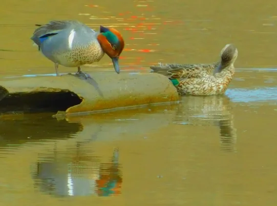 Photo Marcia Wilson.  This teal couple are in their "wedding finery" for spring romance