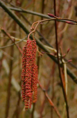 Photo Marcia Wilson. A Red Alder blooms over a skunk cabbage grove.  They will both be pollinated.