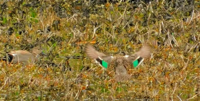Photo Marcia Wilson. A female Green-winged Teal shows how her species got their name.