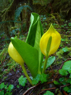 Western Skunk Cabbage by Martin Bavenboer, Eugene OR, released to Public Domain