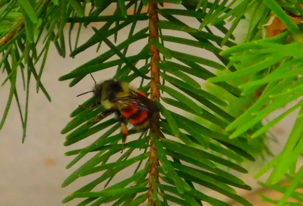 A Black-Tailed Bumblebee found on the Lakewood Campus.