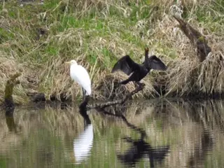 Photo: Cherie St. Ours. Great White Egret with our Double Crested Cormorant.