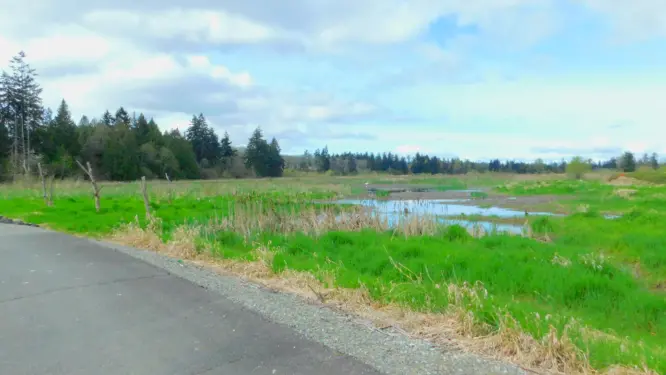 Even from a distance, the Great White Egret sticks out.  Birdwatchers know that if 'something doesn't quite fit' there's a reason to take a second look!