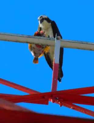 The male osprey at the CPTC tower eats the head of his flatfish before taking it to his family