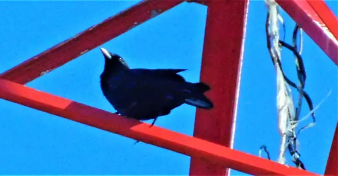 The Common Crows wait for the osprey to finish their meal and take care of the rest.