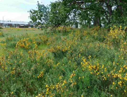 CPTC outdoor lab with Scotch Broom. Photo Marcia Wilson