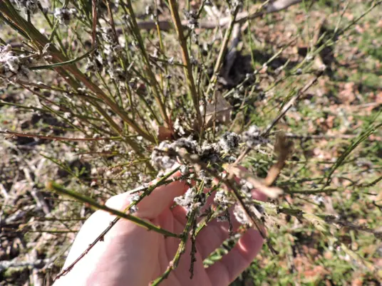 Scotch Broom Gall Mite activity on the CPTC Outdoor Lab. Photo, Dr. Faust