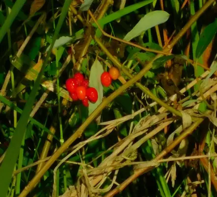 Photo Marcia Wilson. Cherries of the Bittersweet Nightshade in the college wetlands