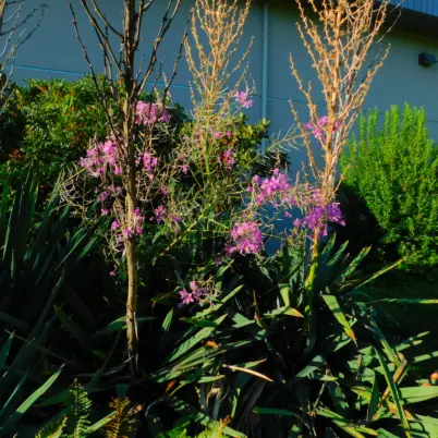 Fireweed on Campus. Photo Marcia Wilson