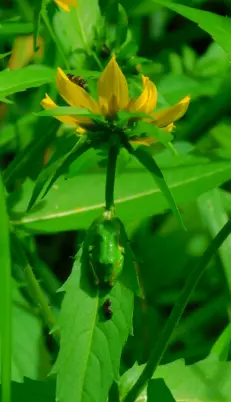 A Pacific Tree Frog blending in with the swamp flowers