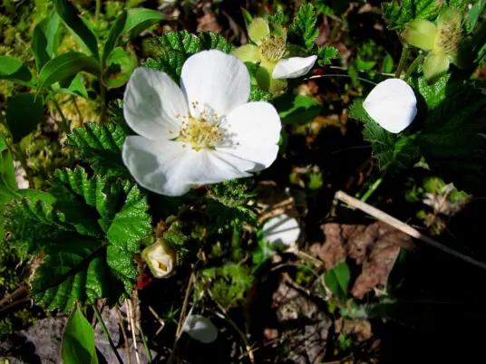 Cloudberry in Bloom.  Laval University