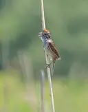 [[File:Swamp sparrow singing in Montezuma (14543).jpg|thumb|Swamp sparrow singing in Montezuma (14543)]]