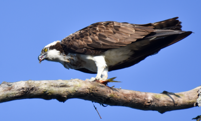 osprey on a branch eating a fish, photo courtesy creative commons