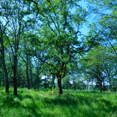 The CPTC oak uplands. Mature trees permit ample air and light through the branches, supporting a wide variety of wildlife. Photo Marcia Wilson