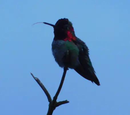 The hummingbird watching Dr. Faust was sadly not impressed.  Photo Marcia Wilson