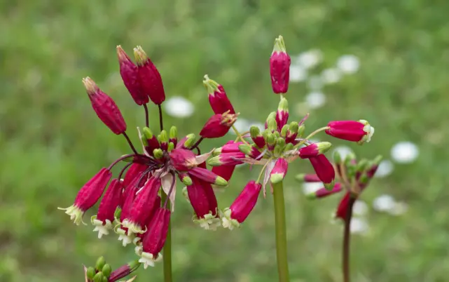 Dichelostemma_ida-maia_-_Jardin_des_Plantes by dinkum