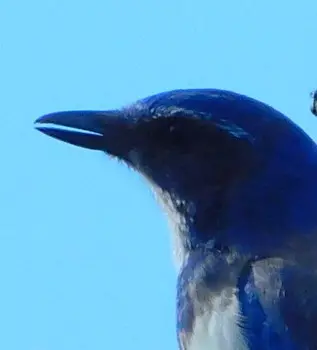 Closeup of the Scrub Jay's hooked bill. Good for retrieving food in tight places. Photo Marcia Wilson