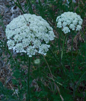 Photo Marcia Wilson.  A clump of Queen Anne's Lace on the Lakewood Campus