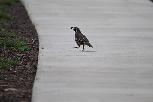 Description	
English: California Quail at Malheur National Wildlife Refuge in Oregon State
Date	Taken on 3 June 2020, 03:20:08
Source	Own work
Author	DKRKaynor