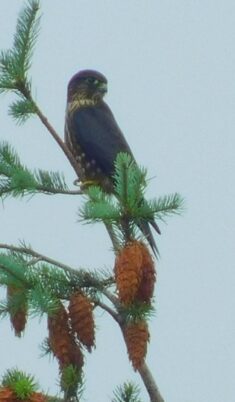 Photo Marcia Wilson. Initially mistrustful, the merlins realized human activity was stirring up the dragonflies.  They started feeding soon after!