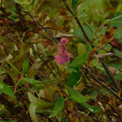 Spiraea douglasii in the college wetlands phot Marcia Wilson