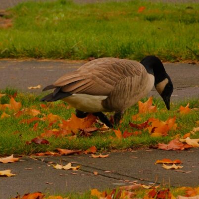 Photo Marcia Wilson. A young Cackling Goose nibbles an early lunch by the Rotunda